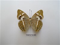 藏品(金鎧蛺蝶)的圖片